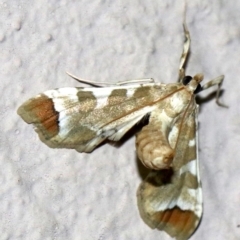 Sceliodes cordalis at Ainslie, ACT - 27 Jan 2019