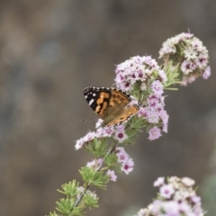 Vanessa kershawi (Australian Painted Lady) at Acton, ACT - 11 Dec 2018 by AlisonMilton