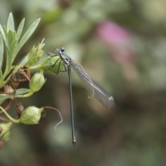 Austroargiolestes icteromelas (Common Flatwing) at Acton, ACT - 11 Dec 2018 by Alison Milton