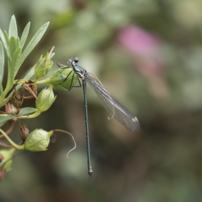 Austroargiolestes icteromelas (Common Flatwing) at Acton, ACT - 11 Dec 2018 by AlisonMilton