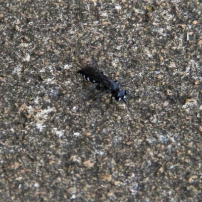 Turneromyia sp. (genus) (Zebra spider wasp) at Paddys River, ACT - 29 Jan 2019 by davobj