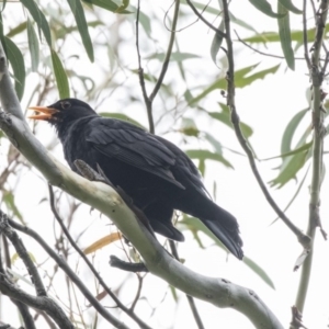 Turdus merula at Acton, ACT - 11 Dec 2018