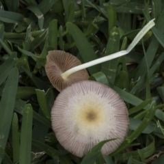 Bolbitiaceae at Hackett, ACT - 11 Dec 2018