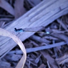 Ischnura heterosticta (Common Bluetail Damselfly) at Harrison, ACT - 22 Jan 2019 by davobj