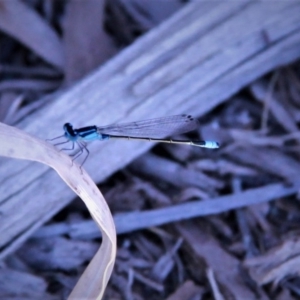 Ischnura heterosticta at Harrison, ACT - 22 Jan 2019 06:06 PM