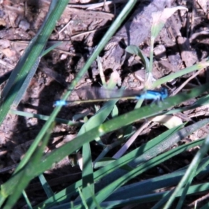 Ischnura heterosticta at Harrison, ACT - 22 Jan 2019 06:06 PM