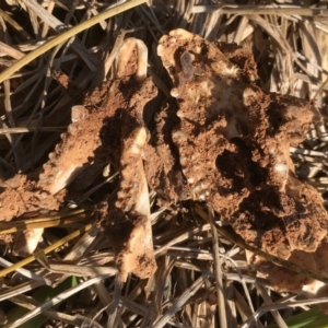 Trichosurus vulpecula at Melba, ACT - 30 Jan 2019 10:24 AM