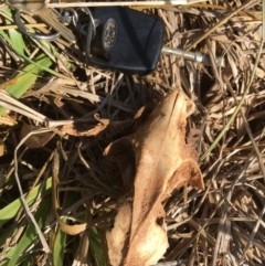 Trichosurus vulpecula at Melba, ACT - 30 Jan 2019 10:24 AM