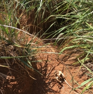 Trichosurus vulpecula at Melba, ACT - 30 Jan 2019 10:24 AM