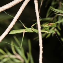 Pseudomantis albofimbriata (False garden mantis) at Ainslie, ACT - 27 Jan 2019 by jb2602