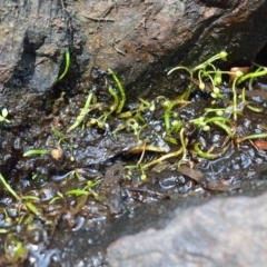 Lilaeopsis polyantha (Lilaeopsis) at Bolaro, NSW - 20 Jan 2019 by DavidMcKay