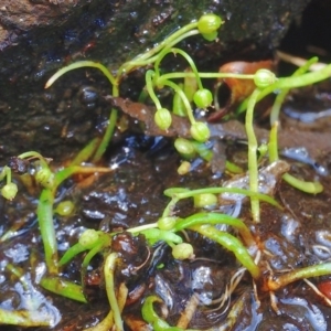 Lilaeopsis polyantha at Bolaro, NSW - 20 Jan 2019