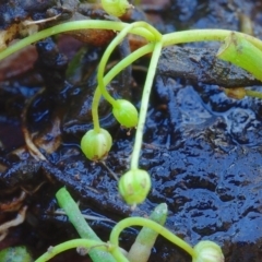 Lilaeopsis polyantha at Bolaro, NSW - 20 Jan 2019 04:19 PM