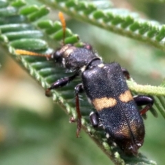 Eleale pulchra (Clerid beetle) at Majura, ACT - 28 Jan 2019 by jb2602