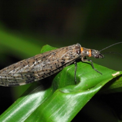 Archichauliodes (Riekochauliodes) guttiferus (Dobsonfly or Fishfly) at Acton, ACT - 29 Jan 2019 by TimL