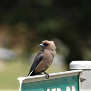 Artamus cyanopterus cyanopterus at Kambah, ACT - 7 Dec 2018