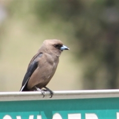 Artamus cyanopterus cyanopterus at Kambah, ACT - 7 Dec 2018