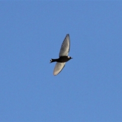 Artamus cyanopterus cyanopterus at Kambah, ACT - 7 Dec 2018