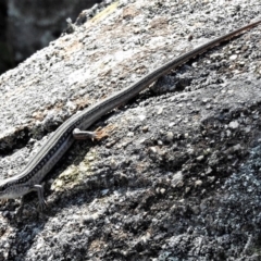 Ctenotus robustus (Robust Striped-skink) at Conder, ACT - 29 Jan 2019 by JohnBundock