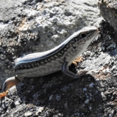 Ctenotus robustus at Conder, ACT - 30 Jan 2019 10:25 AM