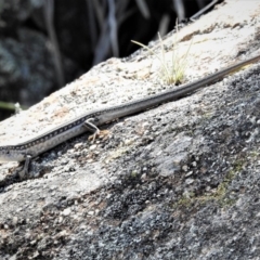 Ctenotus robustus at Conder, ACT - 30 Jan 2019 10:25 AM