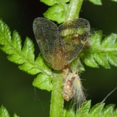 Scolypopa australis (Passionvine hopper, Fluffy bum) at Acton, ACT - 29 Jan 2019 by TimL