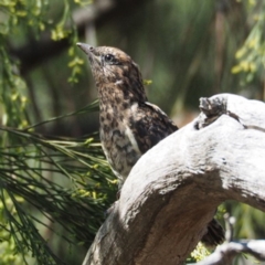 Cacomantis variolosus (Brush Cuckoo) at Cook, ACT - 24 Jan 2019 by Matthewl