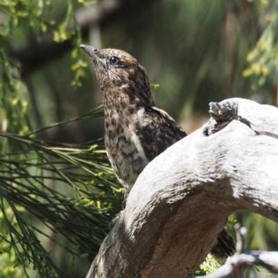Cacomantis variolosus (Brush Cuckoo) at Cook, ACT - 25 Jan 2019 by Matthewl