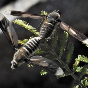 Comptosia sp. (genus) at Calwell, ACT - 30 Jan 2019