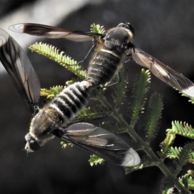 Comptosia sp. (genus) (Unidentified Comptosia bee fly) at Calwell, ACT - 29 Jan 2019 by JohnBundock