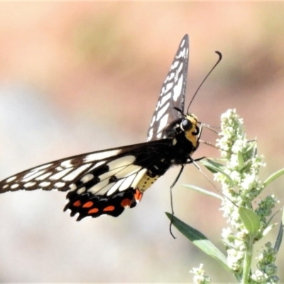 Papilio anactus (Dainty Swallowtail) at Theodore, ACT - 30 Jan 2019 by JohnBundock