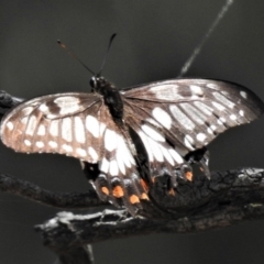 Papilio anactus (Dainty Swallowtail) at Theodore, ACT - 30 Jan 2019 by JohnBundock
