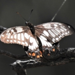 Papilio anactus (Dainty Swallowtail) at Theodore, ACT - 30 Jan 2019 by JohnBundock