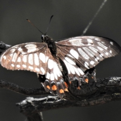 Papilio anactus (Dainty Swallowtail) at Theodore, ACT - 30 Jan 2019 by JohnBundock