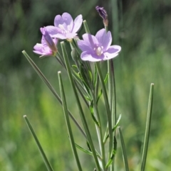 Epilobium billardiereanum subsp. hydrophilum at Coree, ACT - 4 Dec 2018 by KenT