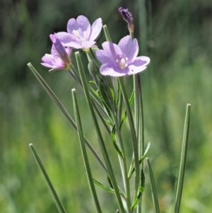 Epilobium billardiereanum subsp. hydrophilum at Coree, ACT - 4 Dec 2018