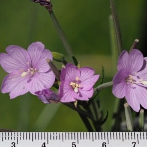 Epilobium billardiereanum subsp. hydrophilum at Coree, ACT - 4 Dec 2018