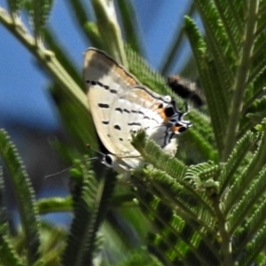 Jalmenus ictinus at Theodore, ACT - 30 Jan 2019 10:55 AM