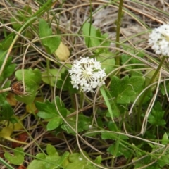 Trachymene humilis subsp. humilis (Alpine Trachymene) at Booth, ACT - 27 Jan 2019 by MatthewFrawley