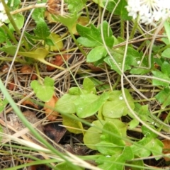 Trachymene humilis subsp. humilis at Booth, ACT - 27 Jan 2019