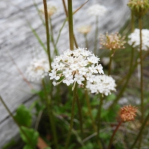 Trachymene humilis subsp. humilis at Booth, ACT - 27 Jan 2019