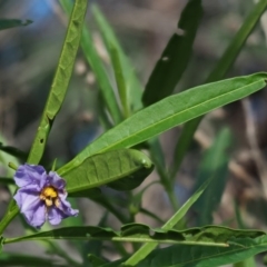 Solanum vescum (Green Kangaroo Apple) at Coree, ACT - 8 Nov 2018 by KenT