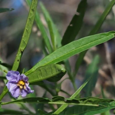 Solanum vescum (Green Kangaroo Apple) at Coree, ACT - 7 Nov 2018 by KenT