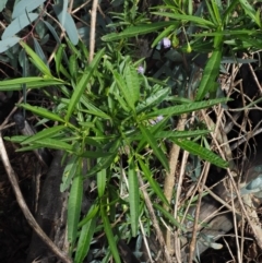 Solanum vescum at Coree, ACT - 8 Nov 2018 07:25 AM