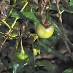 Solanum vescum (Green Kangaroo Apple) at Uriarra Village, ACT - 29 Jan 2019 by KenT