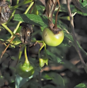 Solanum vescum at Uriarra Village, ACT - 29 Jan 2019