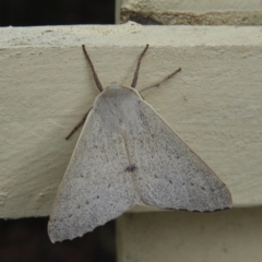 Arhodia lasiocamparia (Pink Arhodia (Oenochrominae)) at Kambah, ACT - 27 Jan 2019 by MatthewFrawley
