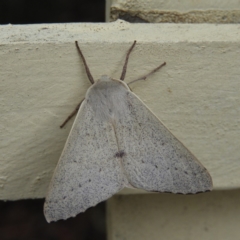 Arhodia lasiocamparia (Pink Arhodia) at Kambah, ACT - 27 Jan 2019 by MatthewFrawley