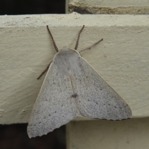 Arhodia lasiocamparia at Kambah, ACT - 27 Jan 2019 05:58 PM