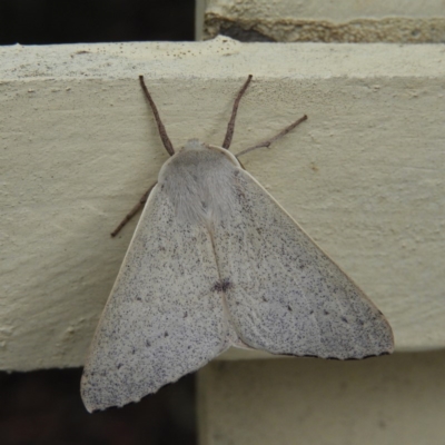 Arhodia lasiocamparia (Pink Arhodia (Oenochrominae)) at Kambah, ACT - 27 Jan 2019 by MatthewFrawley